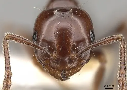 Monomorium algiricum - CASENT0914315