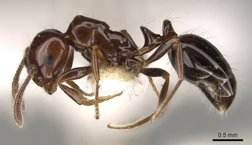 Monomorium algiricum - CASENT0914315