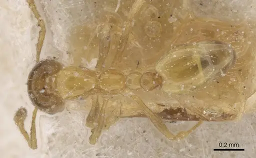 Monomorium altinode specimen