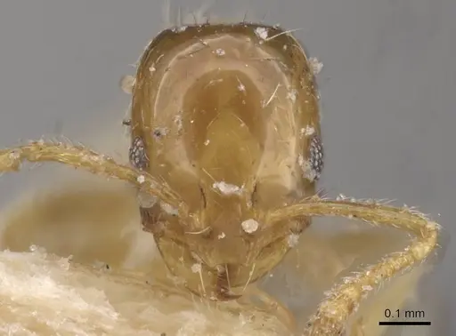 Monomorium altinode specimen