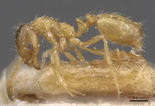 Monomorium altinode specimen