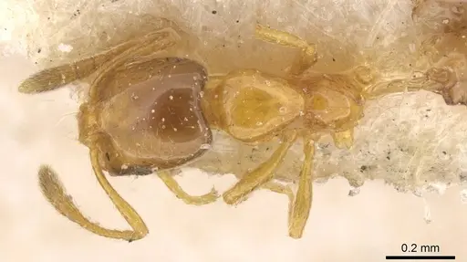 Monomorium altinode - CASENT0913552