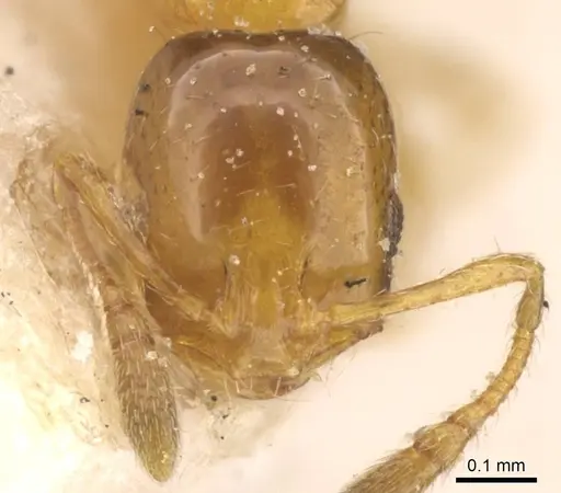 Monomorium altinode - CASENT0913552