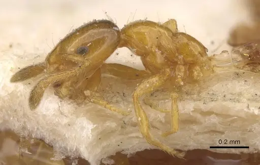 Monomorium altinode - CASENT0913552