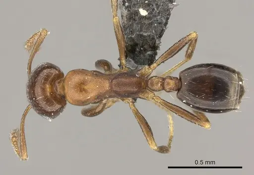 Monomorium anceps specimen