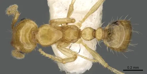 Monomorium anderseni specimen