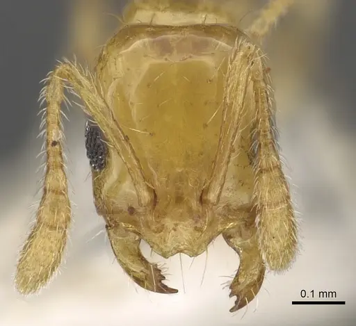 Monomorium anderseni specimen