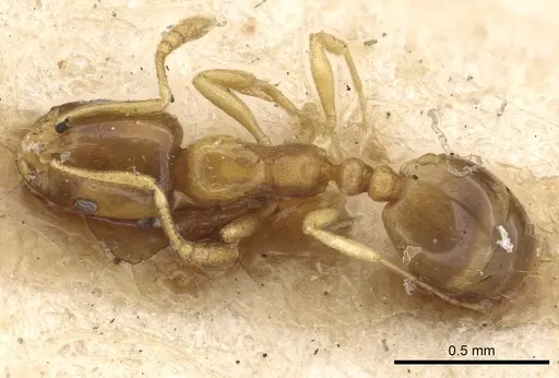 Monomorium andrei specimen