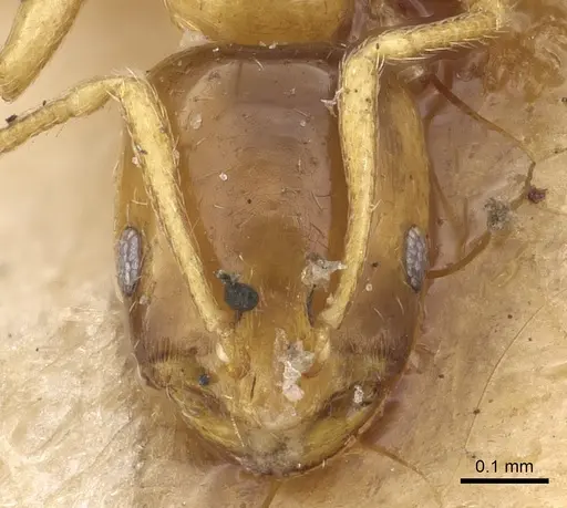 Monomorium andrei specimen