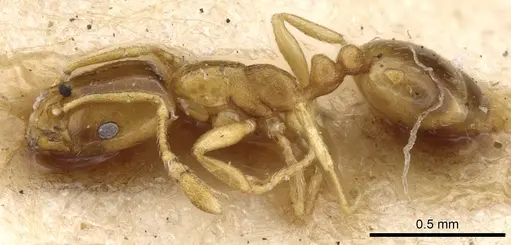 Monomorium andrei specimen