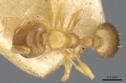 Monomorium andrei - CASENT0902280