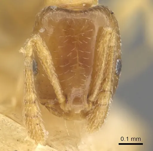 Monomorium andrei - CASENT0902280