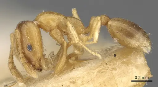 Monomorium andrei - CASENT0902280