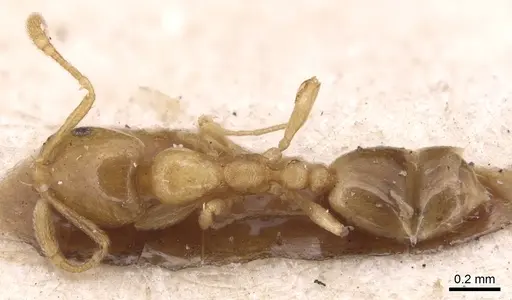 Monomorium andrei - CASENT0904592