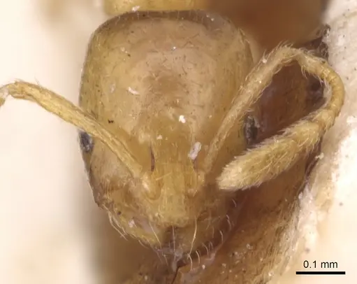 Monomorium andrei - CASENT0904592