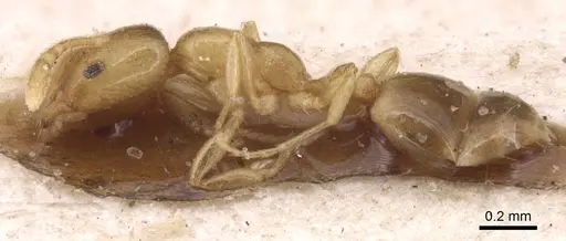 Monomorium andrei - CASENT0904592