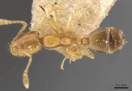 Monomorium andrei - CASENT0908687