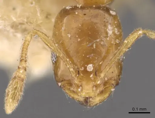 Monomorium andrei - CASENT0908687