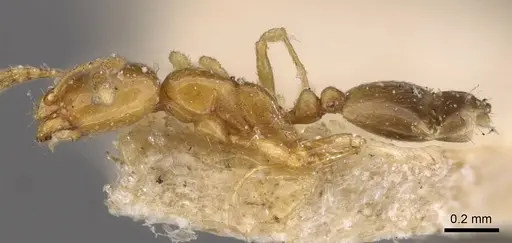 Monomorium andrei - CASENT0908687