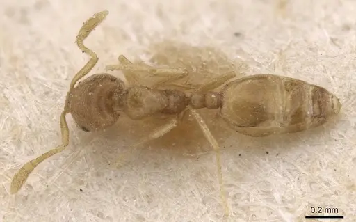 Monomorium andrei - CASENT0913630