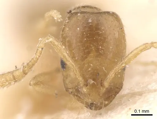 Monomorium andrei - CASENT0913630