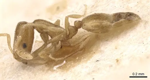 Monomorium andrei - CASENT0913630