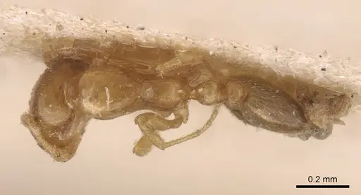 Monomorium andrei - CASENT0917814