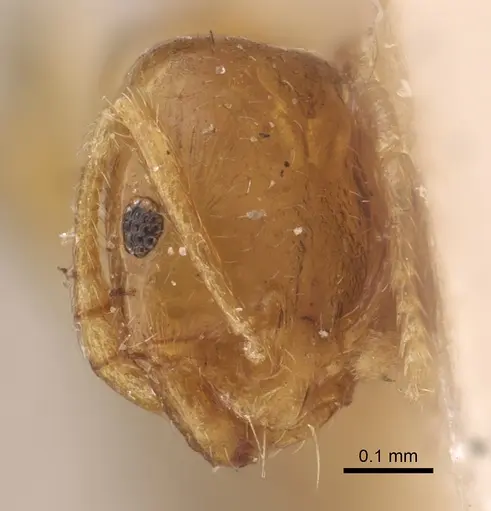 Monomorium andrei - CASENT0917814