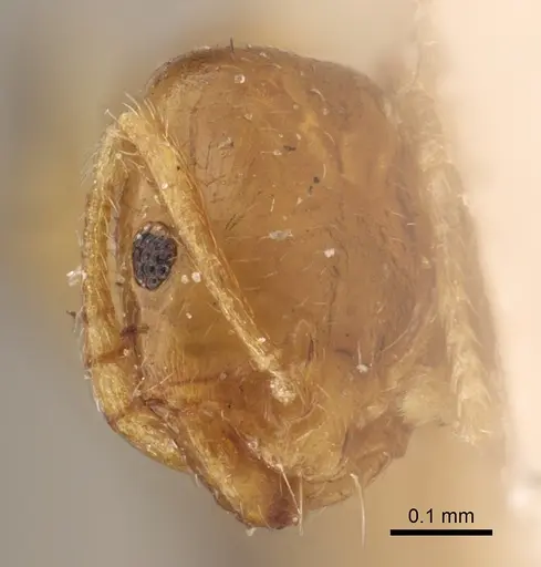 Monomorium andrei - CASENT0917814