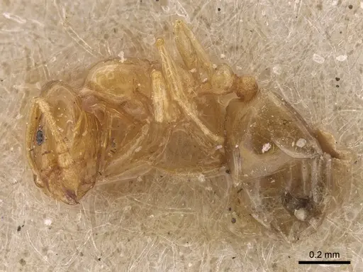 Monomorium andrei - CASENT0917814