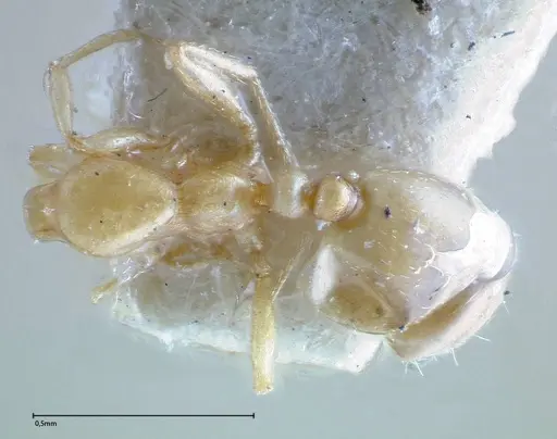 Monomorium andrei - FOCOL0301