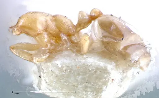 Monomorium andrei - FOCOL0301