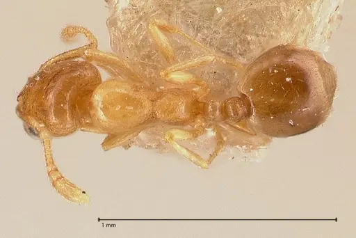 Monomorium andrei - FOCOL0771-1