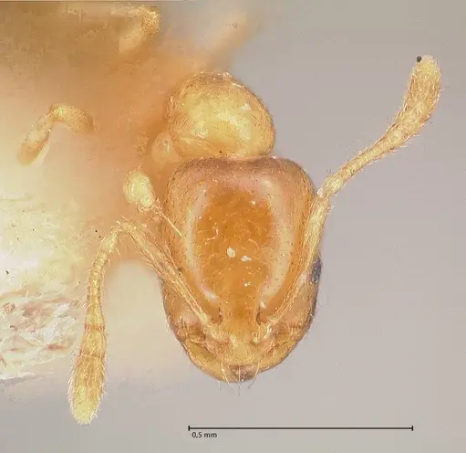 Monomorium andrei - FOCOL0771-1