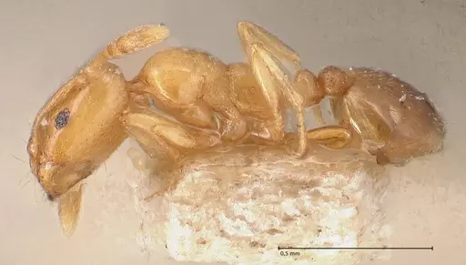 Monomorium andrei - FOCOL0771-1