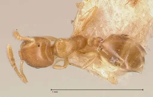 Monomorium andrei - FOCOL0771-2