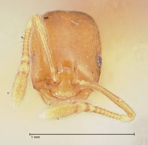 Monomorium andrei - FOCOL0771-2