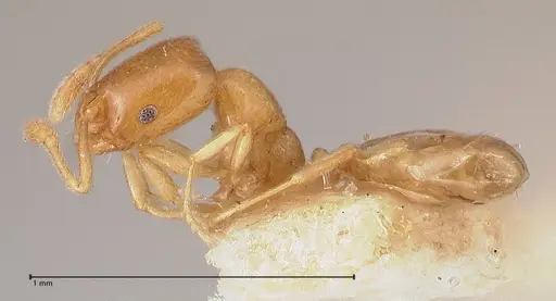 Monomorium andrei - FOCOL0771-2