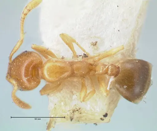 Monomorium andrei - FOCOL1684