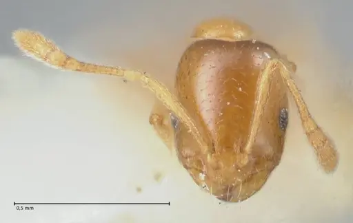 Monomorium andrei - FOCOL1684
