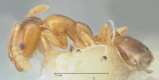 Monomorium andrei - FOCOL1684