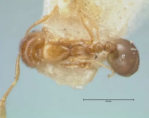 Monomorium andrei - FOCOL1685