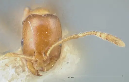 Monomorium andrei - FOCOL1685
