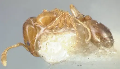Monomorium andrei - FOCOL1685
