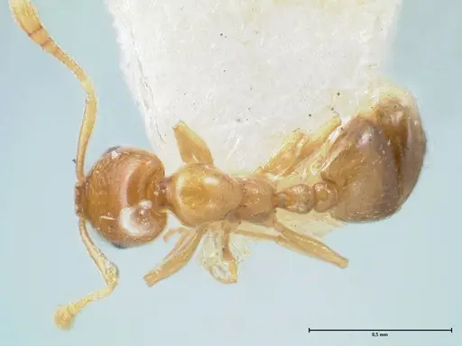 Monomorium andrei - FOCOL1686