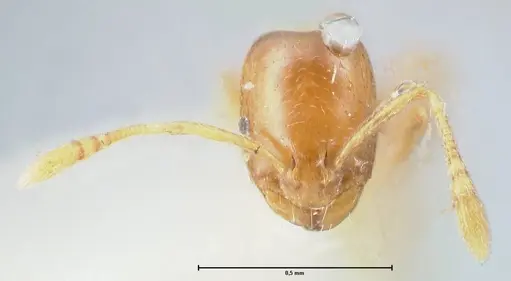 Monomorium andrei - FOCOL1686