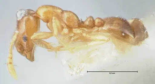 Monomorium andrei - FOCOL1686