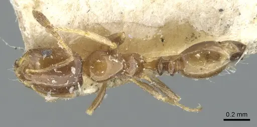 Monomorium angustinode specimen
