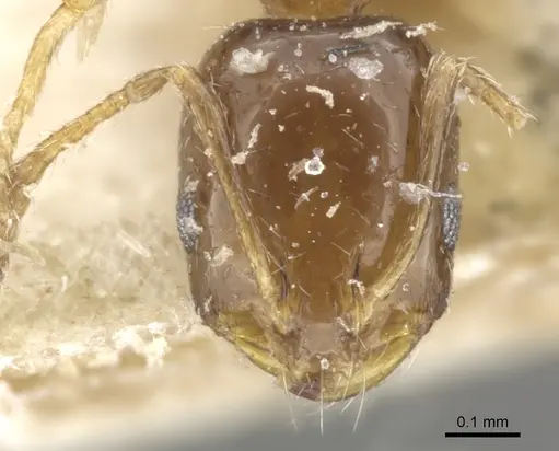 Monomorium angustinode specimen