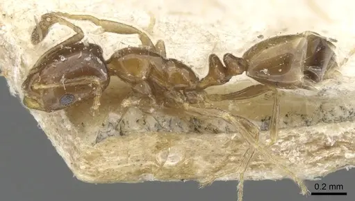 Monomorium angustinode specimen